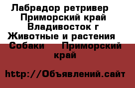 Лабрадор ретривер  - Приморский край, Владивосток г. Животные и растения » Собаки   . Приморский край